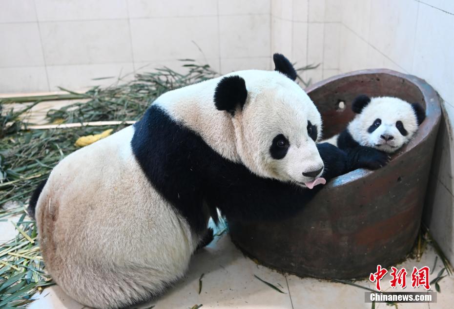 熊猫2.jpg
