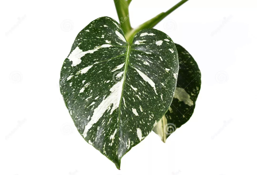 植物4.jpg